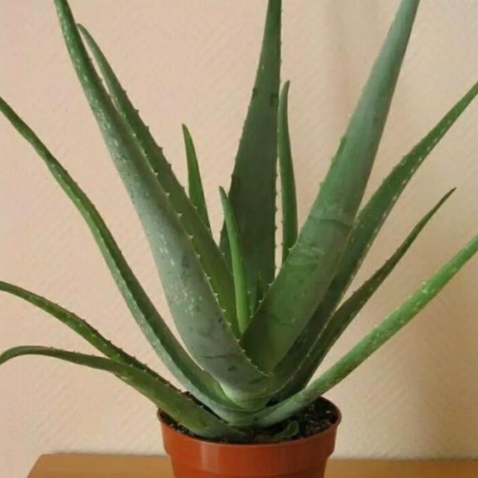 

Terlaris Hh Bibit Taman Bunga Lidah Buaya Jumbo - Aloevera Jumbo Super