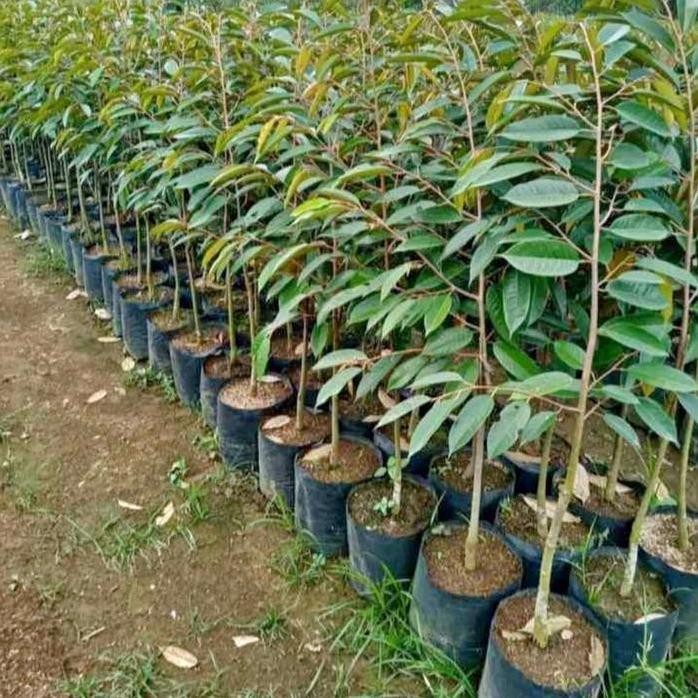 

Terlaris Bibit Durian Premium Okulasi 1 Meteran Musangking, Montong, Bawor, Duri Hitam, Super Tembaga
