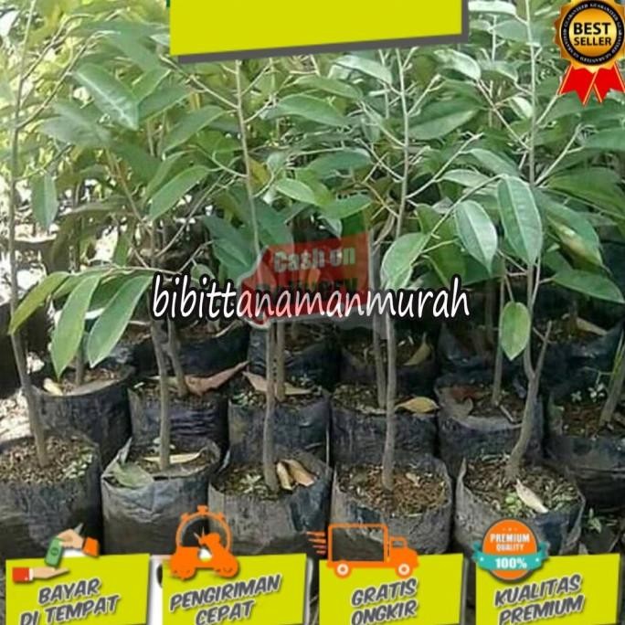 

Terlaris Bibit Durian Montong