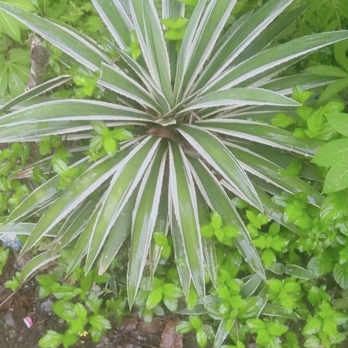 

Terlaris Bibit Lidah Buaya Varigata