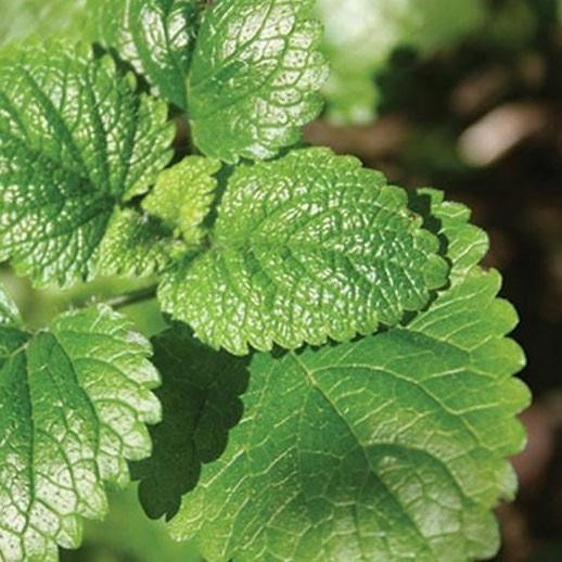 

Terlaris Benih Bibit Herbal Daun Mint Lemon Balm