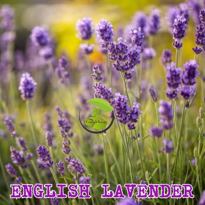 

Terlaris Benih Bibit Herbal Benih Herb Daun Mint Rosemery Thyme Oregano Parsley