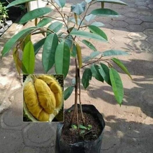 

Terlaris Bibit Buah Durian Bawor Kaki 3 / Benih Buah Durian Bawor Kaki 3