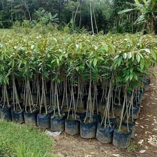

Terlaris Bibit Okulasi Durian Musang King Kaki 3 Tinggi 1,5 Meter