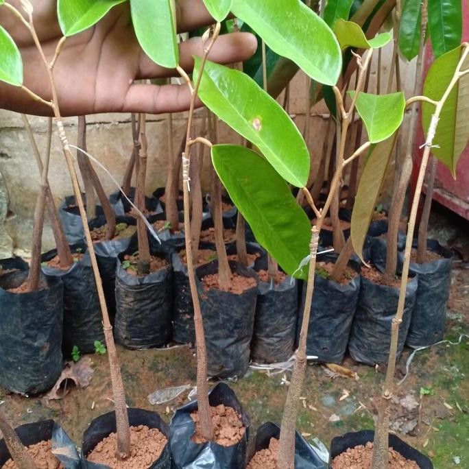 

Terlaris Bibit Durian Beby Duri Hitam / Oche / Black Thorn