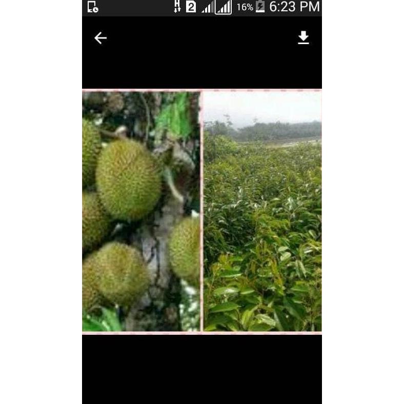 

Terlaris Bibit Durian Petruk Tinggi 1,2 Meter