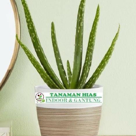 

Terlaris Tanaman Hias Indoor Lidah Buaya Mini Bibit Tanaman Super Unggul