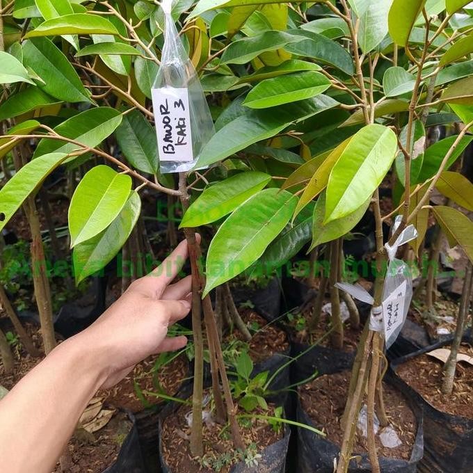 

Terlaris Bibit Durian Bawor Kaki 3