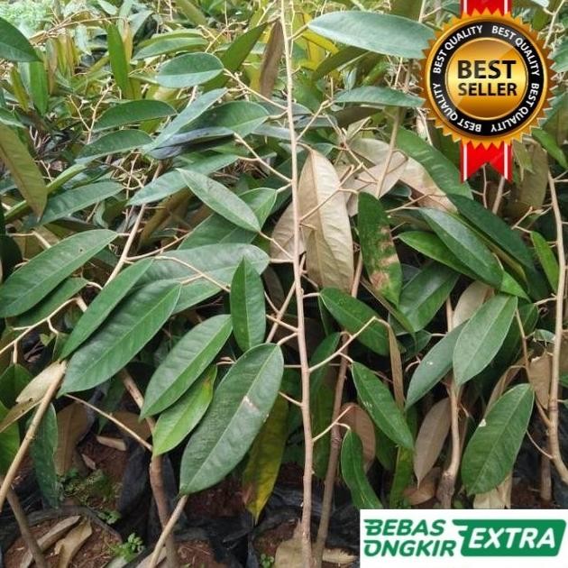 

Terlaris Bibit Durian Musangking Kaki 3 Tinggi 1,5 Meter Hasil Okulasi