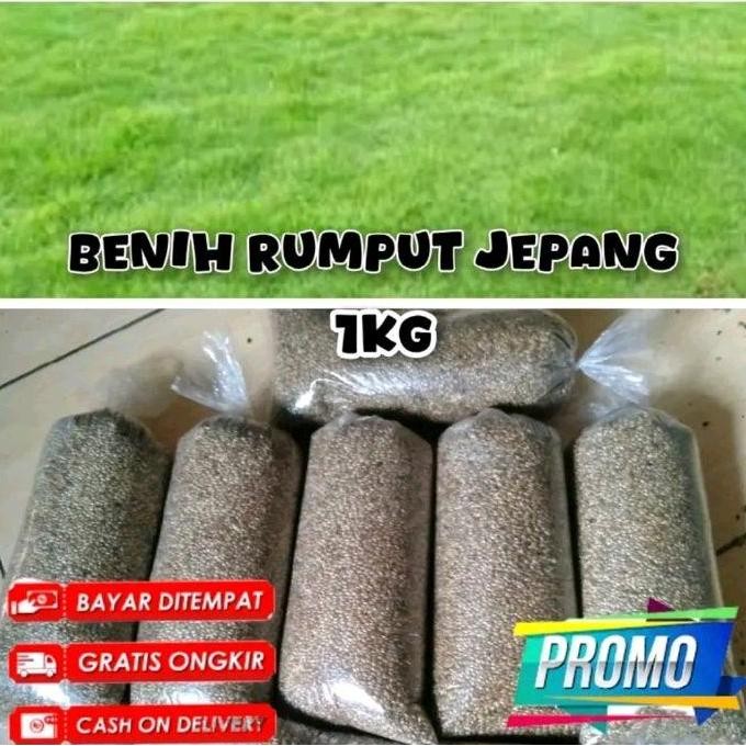 || BANANA / benih rumput jepang 1kg - benih rumput berkualitas original ||~~~