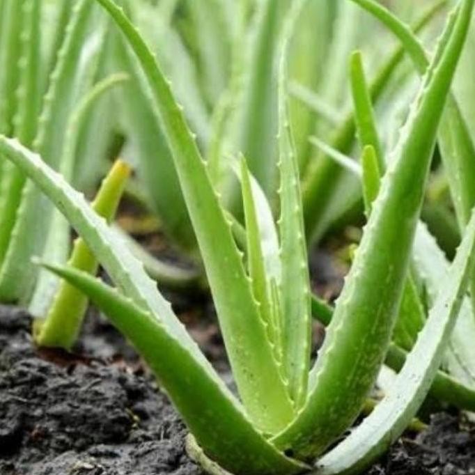 

Terlaris Bibit Lidah Buaya Hidup Siap Tanam
