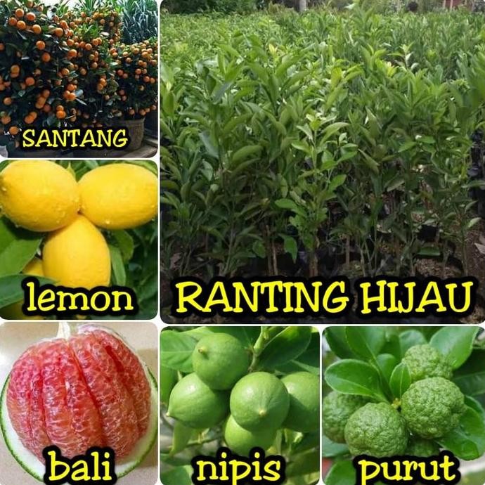 

Terlaris Paket 5 Jenis Bibit Buah Jeruk Purut,Nipis,Santang,Bali Lemon Unggul