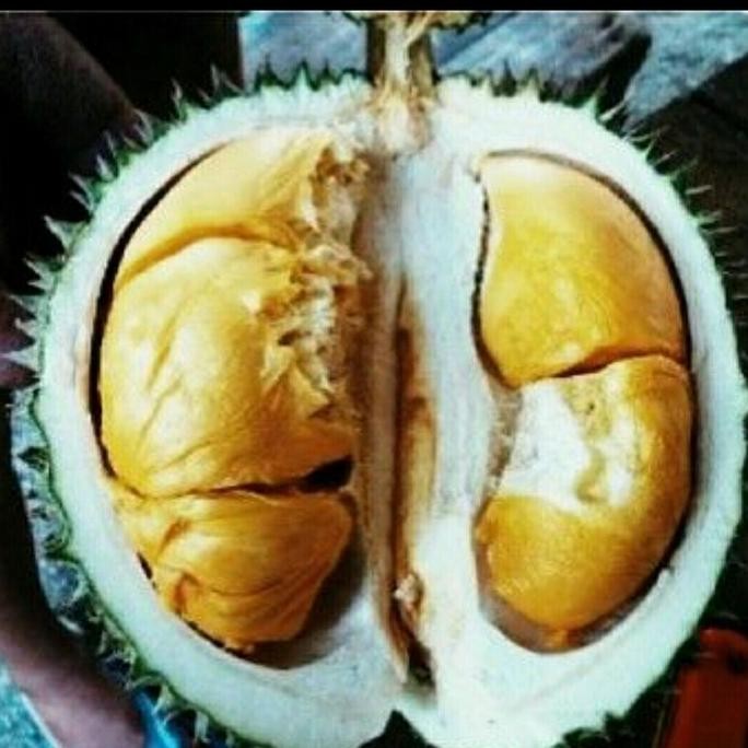 

Terlaris Bibit Durian D24 Kaki 3 Okulasi Super - Durian Mewah Import Malaysia