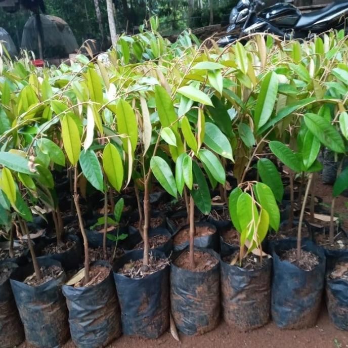 

Terlaris Bibit Durian Musangking Unggul Dan Murah