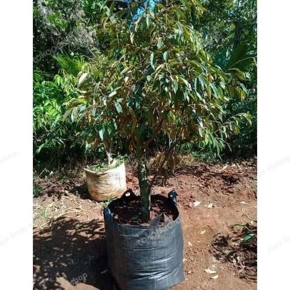 

Terlaris Bibit Durian Bawor 2Meter Up Planterbag Dongkelan Siap Berbuah