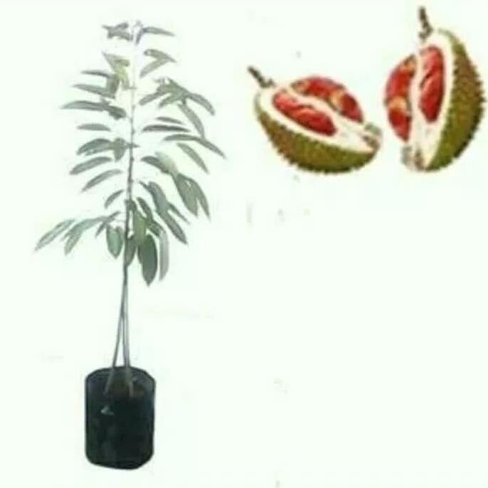 

Terlaris Bibit Durian Merah Kaki Tiga