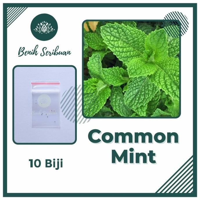 

Terlaris 10 Bibit Daun Common Mint Herbal Benih Tanaman Sayuran Herbs Mentol