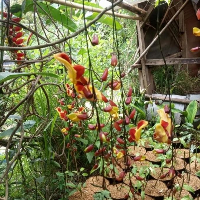 bibit tanaman flame of irian coklat