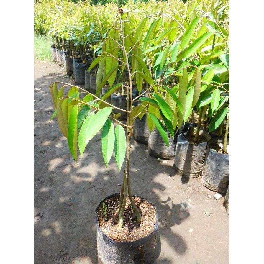 

Terlaris Bibit Buah Durian Musangking Kaki 3 / Musang King Kaki 3 Unggul Ax