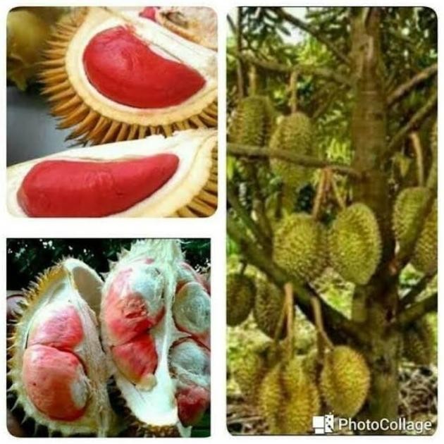

Terlaris Bibit Durian Merah Kaki 3