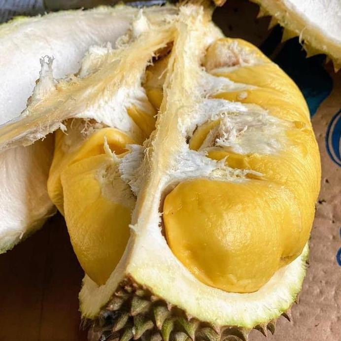 

Terlaris Bibit Durian Montong Kaki 3 Unggul - Durian Montong Sedling Kaki 3