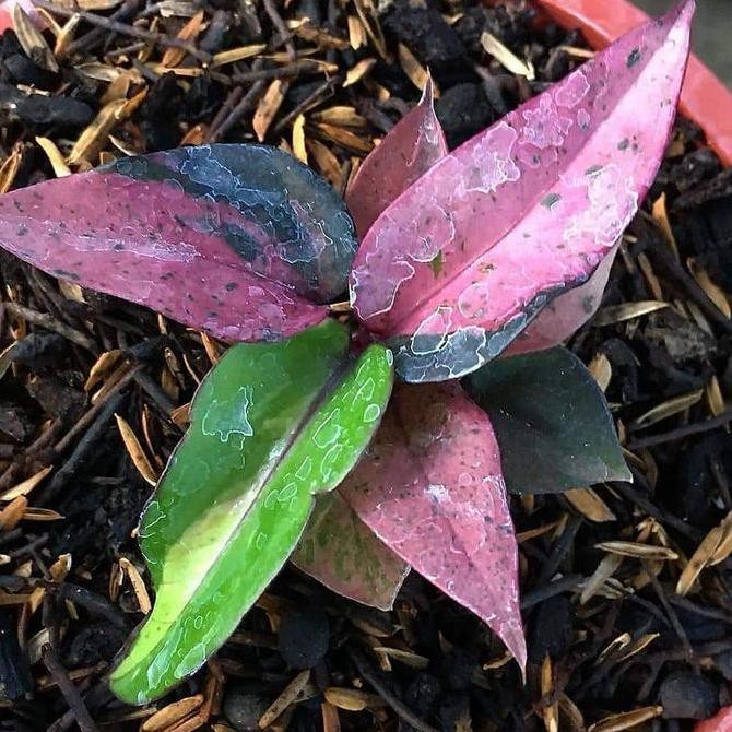 Tanaman Bibit Anthurium Hookeri pink