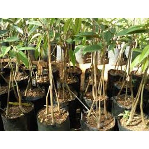 

Terlaris Bibit Tanaman Buah Durian Musang King Kaki Tiga
