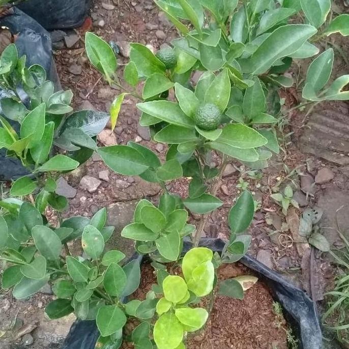 

Terlaris Bibit Tanaman Hias Jeruk Nipis 60 - 100 Cm Ojek Only