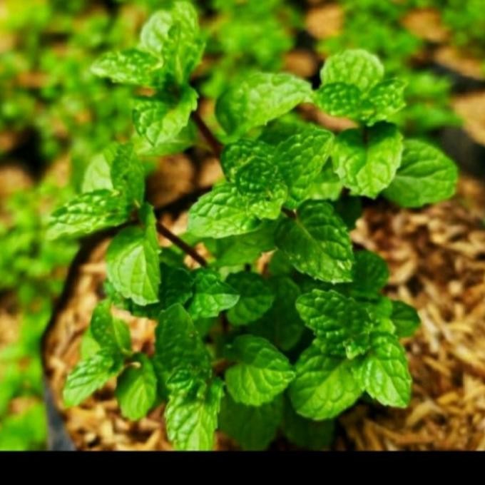 

Terlaris Promo 3 Bibit Tanaman Daun Mint Asli Rimbun Banget Bibit Tanaman Super Unggul Asli Original