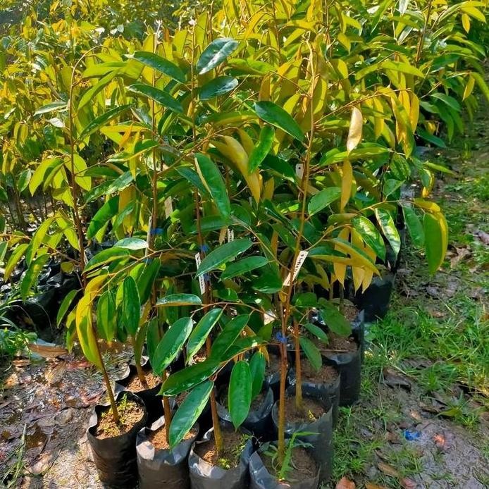 

Terlaris Bibit Durian Super Tembaga Tinggi 1M