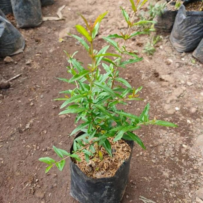 Bibit delima merah / pohon delima merah