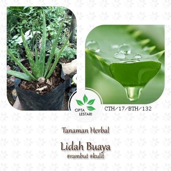 

Terlaris Bibit Tanaman Lidah Buaya