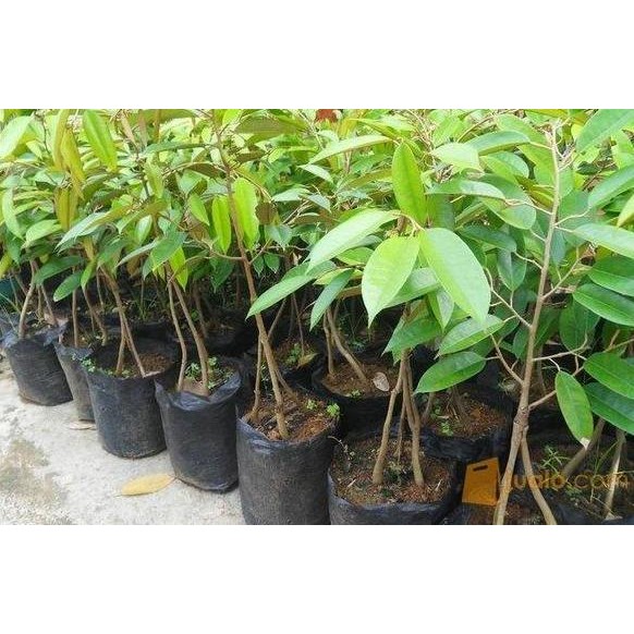 

Terlaris Bibit Durian Musangking Kaki 3 Tonggi 40_60Cm