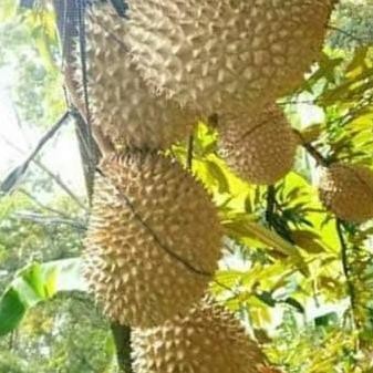 

Terlaris Bibit Durian Baby Super Tembaga / Bibit Durian Super