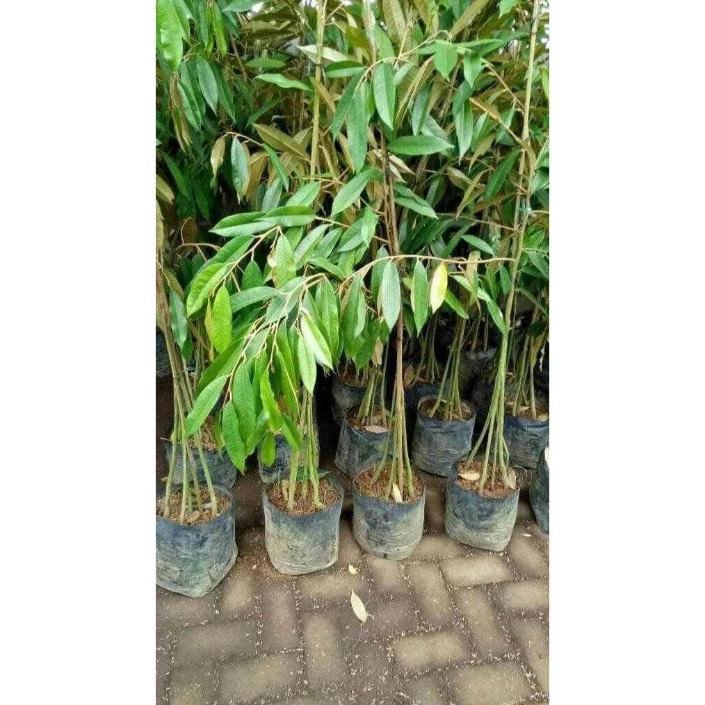 

Terlaris Bibit Durian Bawor Kaki 4 Tinggi 1 M. Up