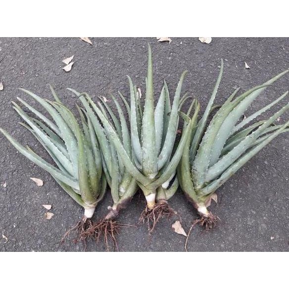 Terlaris Bibit Lidah Buaya - Lidah Buaya Jumbo - Lidah Buaya Kalimantan