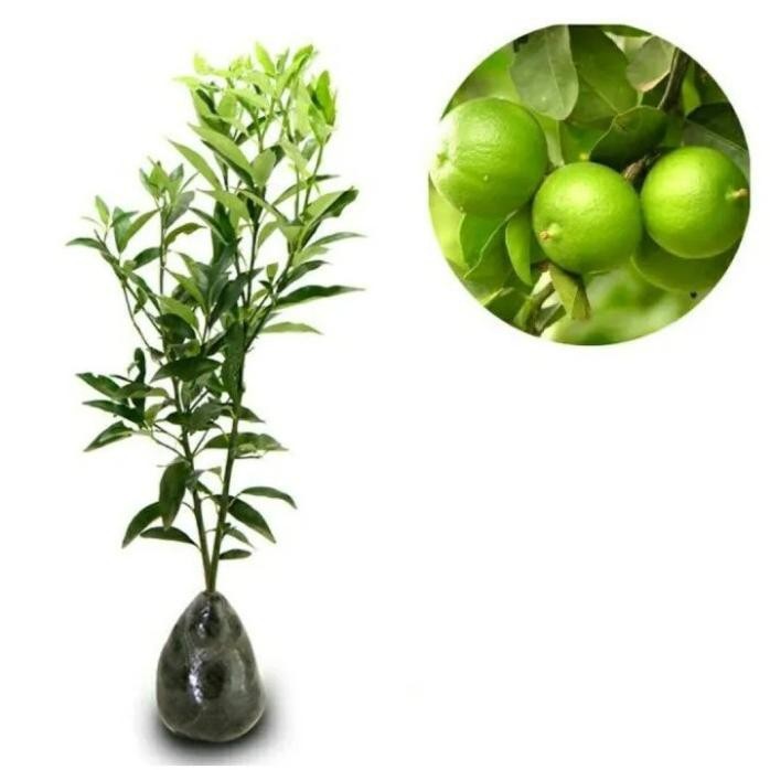 

Terlaris Bibit Tanaman Buah Jeruk Nipis / Jeruk Pecel Cangkok Cepat Berbuah