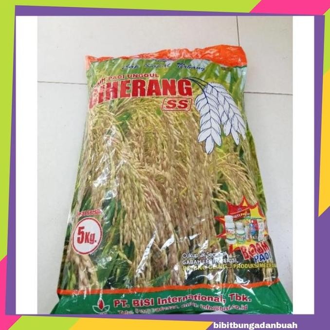 || BANANA / Benih Padi Unggul Ciherang 5 kg - Cap Kapal Terbang ||~~~