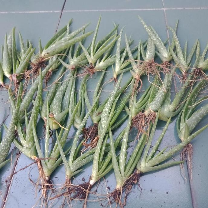 Terlaris Bibit Lidah Buaya Barbadensis