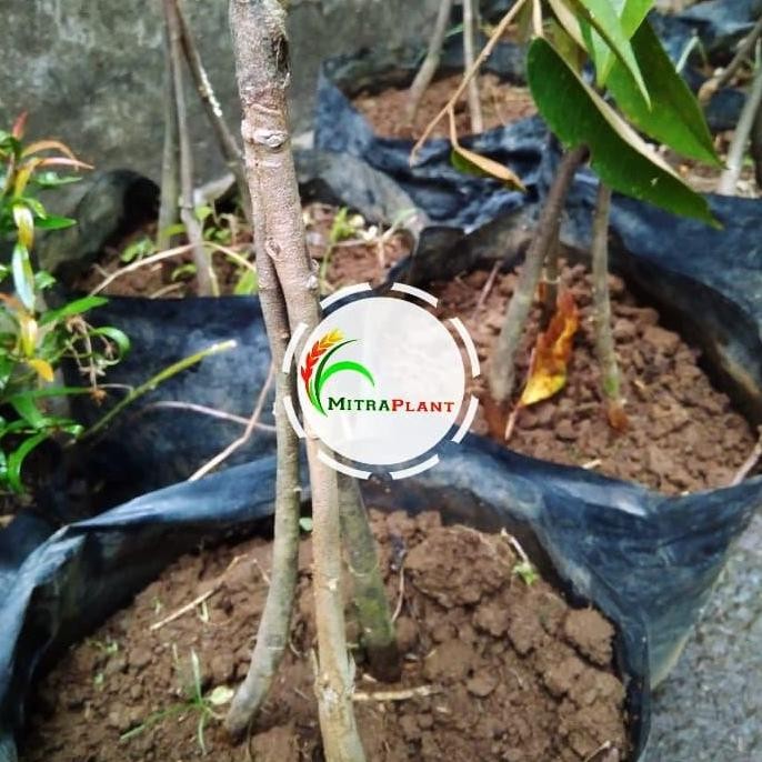 

Terlaris Bibit Pohon Durian Musang King Kaki 3 / Pohon Duren Musang King