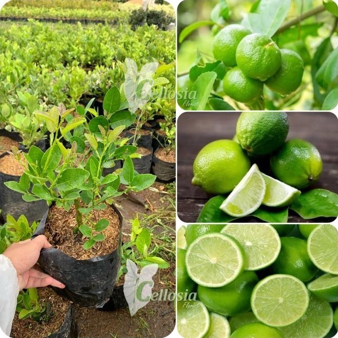 

Terlaris Bibit Tanaman Buah Jeruk Nipis / Jeruk Pecel Cangkok Cepat Berbuah