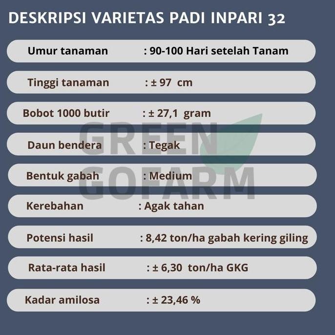 || BANANA / Benih Padi Varietas Inpari 32 Super Jumbo 5Kg Premium ||~~~