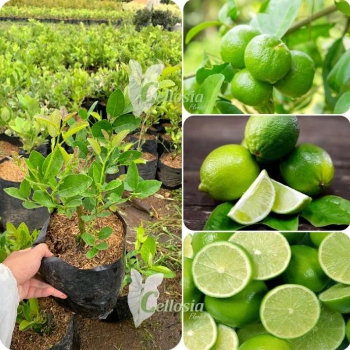 

Terlaris 4Ds! Bibit Tanaman Buah Jeruk Nipis / Jeruk Pecel Cangkok Cepat Berbuah