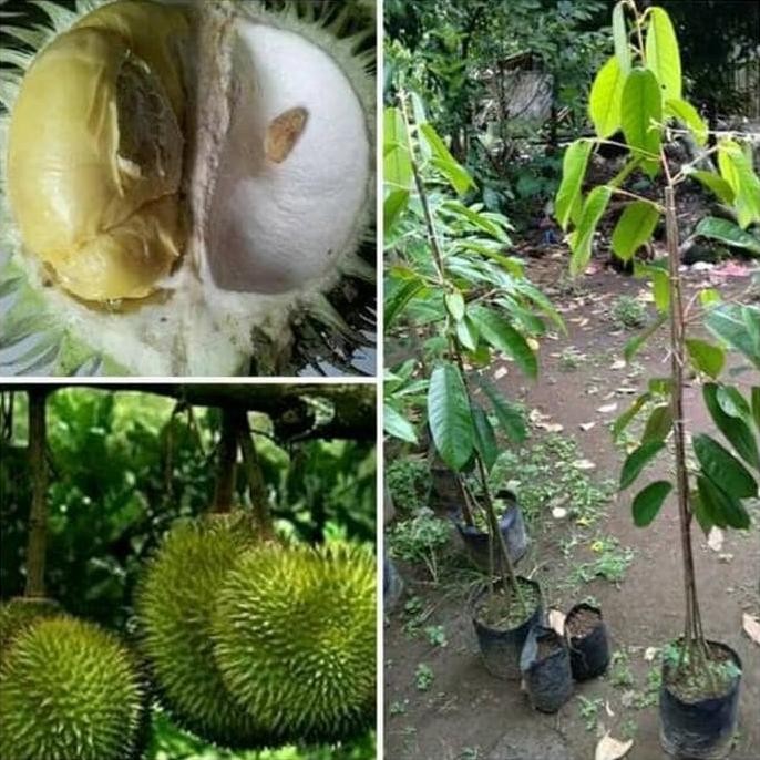 

Terlaris Bibit Tanaman Durian Matahari
