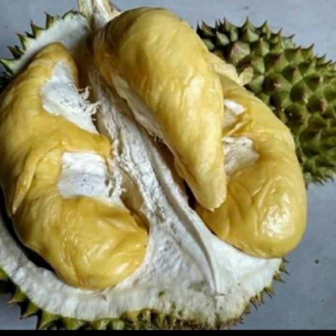 

Terlaris Bibit Durian Petruk Okulasi Unggul