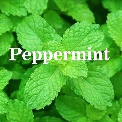 

Terlaris Terbaik Dan Terpercaya Bibit Biji Benih Herbal Daun Mint Peppermint Aroma Mentol Berkualitas