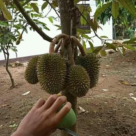 

Terlaris Bibit Durian Montong Super