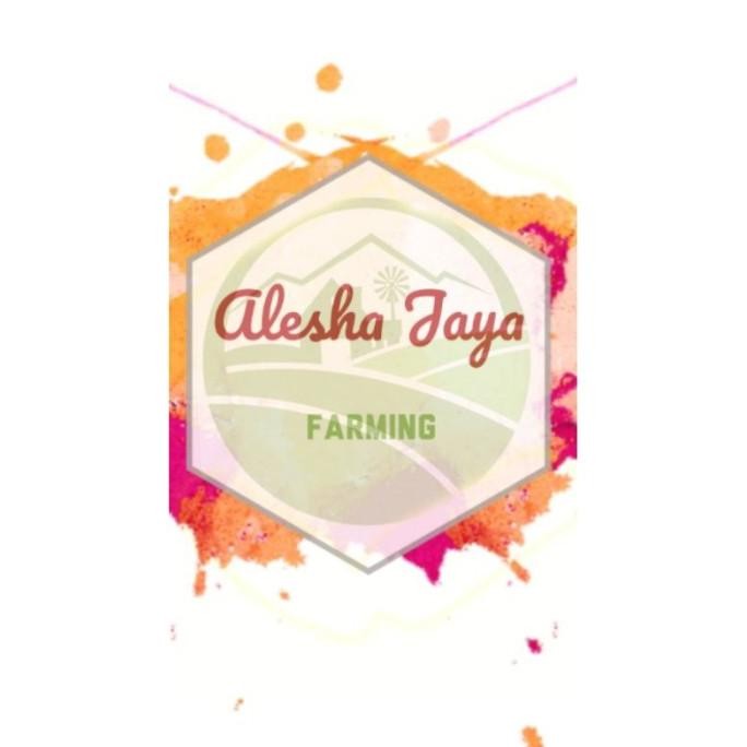 

Terlaris Bibit Tanaman Daun Mint (Unggul) Aljffc 4145Nr