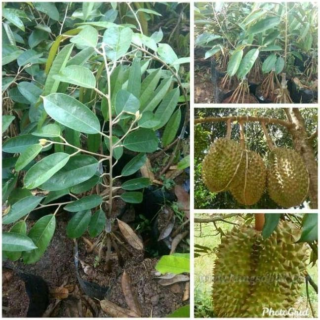 

Terlaris Bibit Durian Petruk Cepat Berbuah