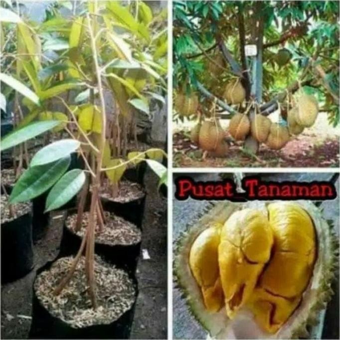 

Terlaris Paket 2 Bibit Durian Kaki 3 Hasil Okulasi